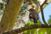 Gobemouche noir � Patrick Pampouneau