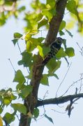 Pic �peichette � Patrick Pampouneau