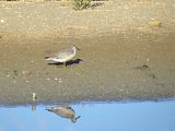 Red Knot � Nathalie Bos