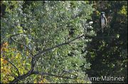 Osprey � Jaime Martinez