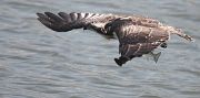 Osprey � Didier Domec