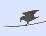 Black-winged Kite � Alain Laborde