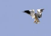Black-winged Kite � Alain Laborde