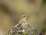 Rufous-tailed Rock Thrush � Philippe Legay