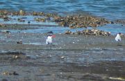 Caspian Tern � St�phan Tillo