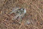 European Nightjar � St�phan Tillo