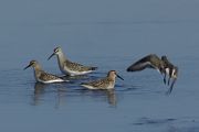 Curlew Sandpiper � Philippe Nade