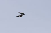 Booted Eagle � Philippe Ramos