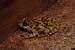 P�lodyte ponctu� (Pelodytes punctatus) � Alessandra Rapetti