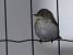 Gobemouche noir (Ficedula hypoleuca) � Alain Naves