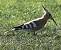 Huppe fasci�e (Upupa epops) � Alain Naves