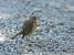 European Robin (Erithacus rubecula) � St�phan Tillo