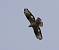 European Honey Buzzard (Pernis apivorus) � Christophe Saint-Jean