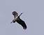 Black Stork (Ciconia nigra) � Christophe Saint-Jean