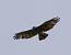 Short-toed Snake Eagle (Circaetus gallicus) � Christophe Saint-Jean