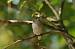 Gobemouche noir (Ficedula hypoleuca) � Serge Dherin