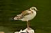 Mouette rieuse (Chroicocephalus ridibundus) � Serge Dherin