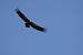 Griffon Vulture (Gyps fulvus) � Philippe Ramos