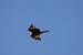 Red Kite (Milvus milvus) � Philippe Ramos