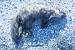 Pine Marten (Martes martes) � Marie-Fran�oise Canevet