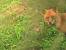 Red Fox (Vulpes vulpes) � Fr�d�ric Cazaban