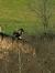 Greater Spotted Eagle (Aquila clanga) � Fr�d�ric Cazaban