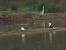 Great Black-backed Gull (Larus marinus) � Fr�d�ric Cazaban