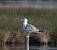 Yellow-legged Gull (Larus michahellis) � Jean-bernard Chapelle