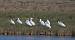 Eurasian Spoonbill (Platalea leucorodia) � Jean-bernard Chapelle