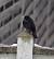 Common Blackbird (Turdus merula) � Jean-bernard Chapelle
