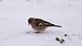 Common Chaffinch (Fringilla coelebs) � Jean-bernard Chapelle
