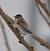 Common Reed Bunting (Emberiza schoeniclus) � Jean-bernard Chapelle