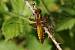 Broad-bodied Chaser (Libellula depressa) � Sophie Damian
