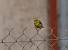 European Serin (Serinus serinus) � Sophie Damian