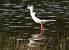 Black-winged Stilt (Himantopus himantopus) � Sophie Damian