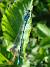 Azure Bluet (Coenagrion puella) � Sophie Damian