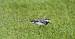 White Wagtail (Motacilla alba) � Jean Louis Van Latenstein