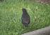 Common Blackbird (Turdus merula) � Jean Louis Van Latenstein