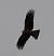 Black Kite (Milvus migrans) � Jean Louis Van Latenstein