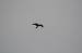 Red Kite (Milvus milvus) � Jean Louis Van Latenstein