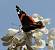 Red Admiral (Vanessa atalanta) � Alain Naves