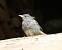 Black Redstart (Phoenicurus ochruros) � Eric Le Cam