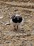 Ruddy Turnstone (Arenaria interpres) � Alain Larrieu