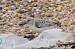Sanderling (Calidris alba) � Alain Larrieu
