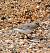 Little Stint (Calidris minuta) � Alain Larrieu
