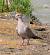 Eurasian Collared Dove (Streptopelia decaocto) � Alain Larrieu