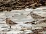 Bar-tailed Godwit (Limosa lapponica) � Alain Larrieu