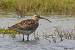 Whimbrel (Numenius phaeopus) � Jacques Anglade