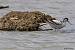 Pied Avocet (Recurvirostra avosetta) � Jacques Anglade