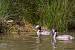 Great Crested Grebe (Podiceps cristatus) � Jacques Anglade